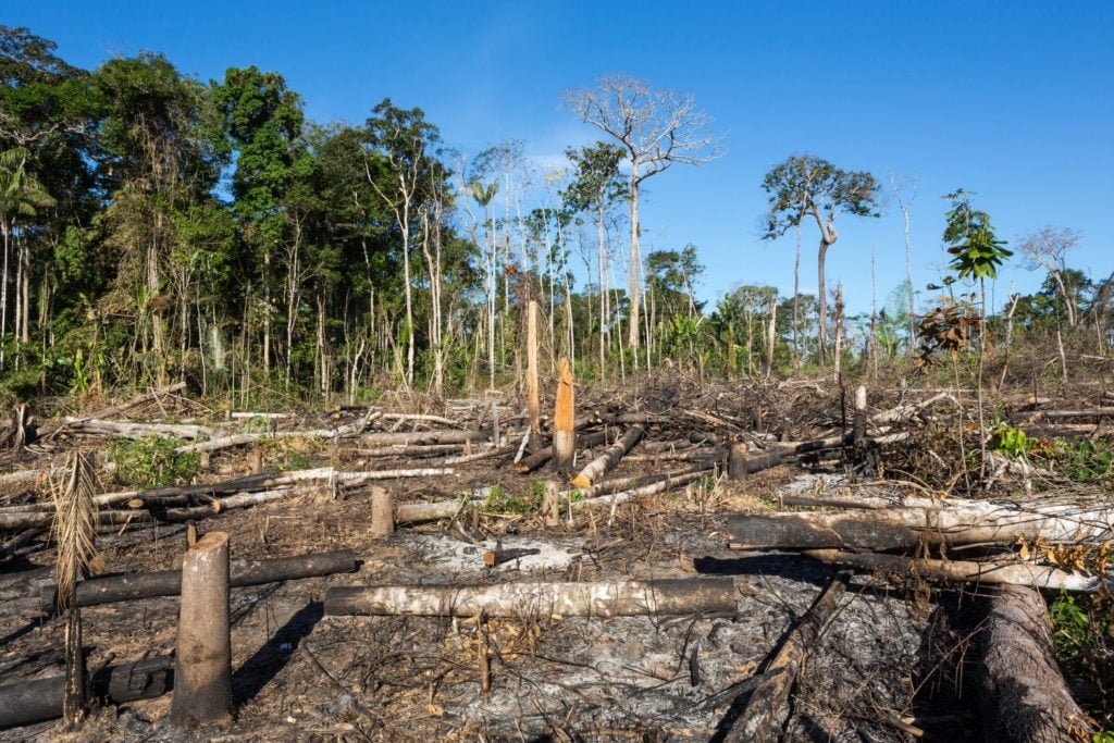 We've already lost 17 of the Amazon Rainforest to fires