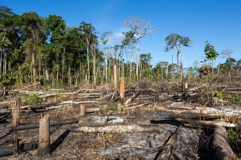 We've already lost 17% of the Amazon Rainforest to fires