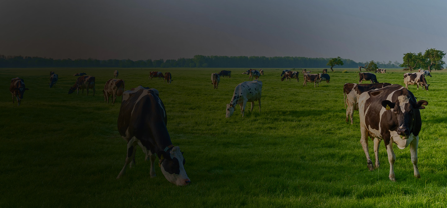 Dairy Farm